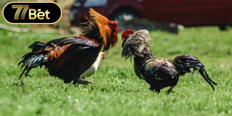 Áp dụng các mẹo cược đá gà online để thắng lớn