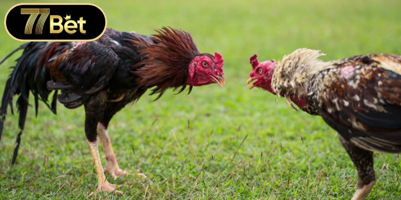 Các sân chơi thi đấu gà chiến hàng đầu