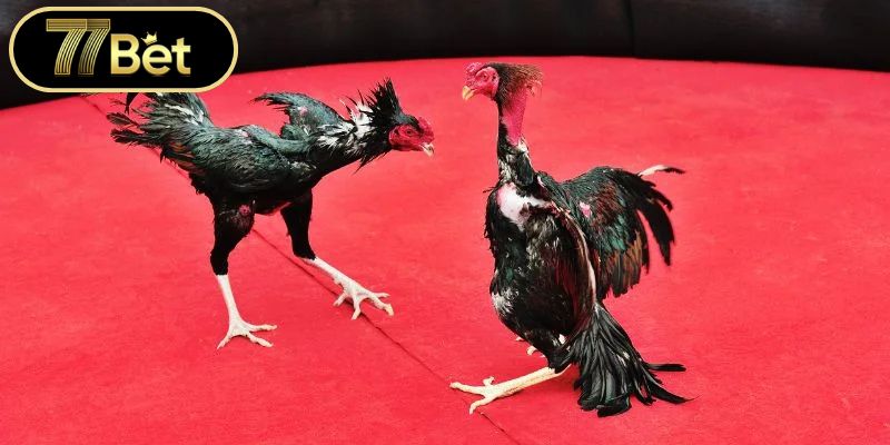 Kỹ thuật thẩm định năng lực gà chiến chuyên nghiệp