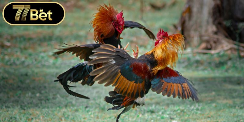 Mẹo Cược Đá Gà Online Giúp Bạn Thắng Lớn Tại Nhà Cái