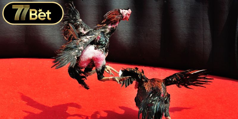 Mẹo đặt cược thông minh dành cho người chơi