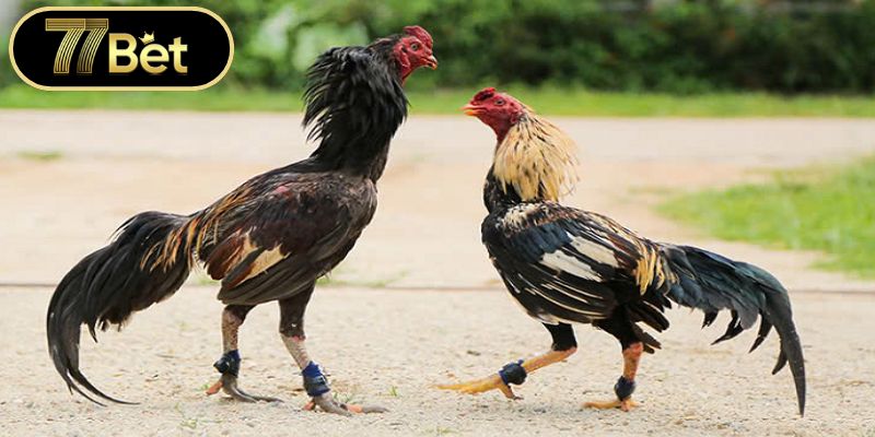 Quản lý tài chính khoa học khi tham gia cá cược