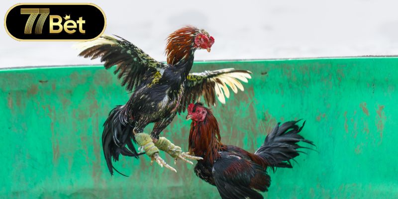 Sức lôi cuốn đặc biệt tại sảnh đá gà 77bet